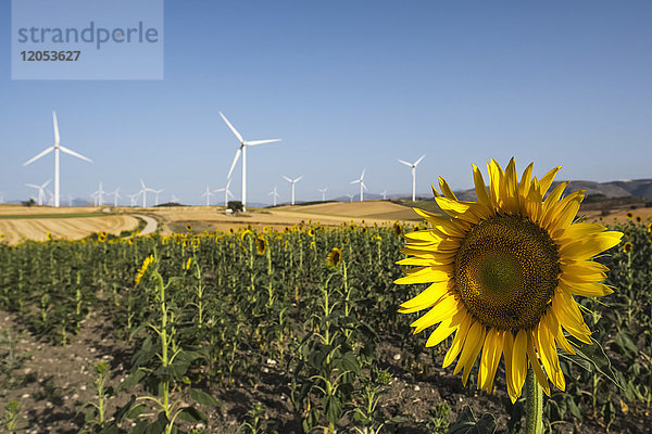 Gewöhnliche Sonnenblume (Helianthus Annuus  Asteraceae) mit Windturbinen im Hintergrund; Campillos  Malaga  Andalusien  Spanien