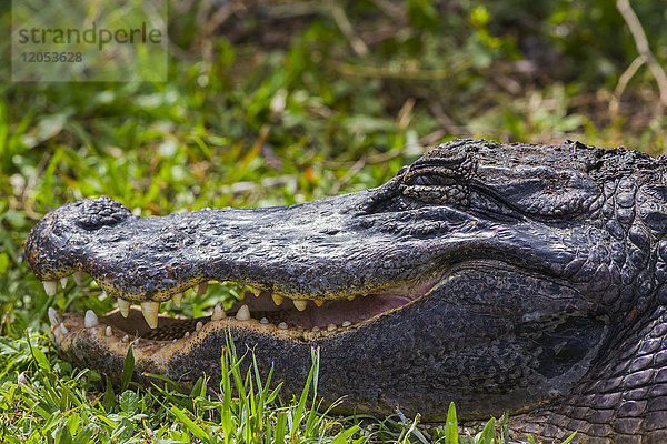 Ein Amerikanischer Alligator (Alligator mississippiensis) sonnt sich im Shark Valley  Everglades National Park; Florida  Vereinigte Staaten von Amerika