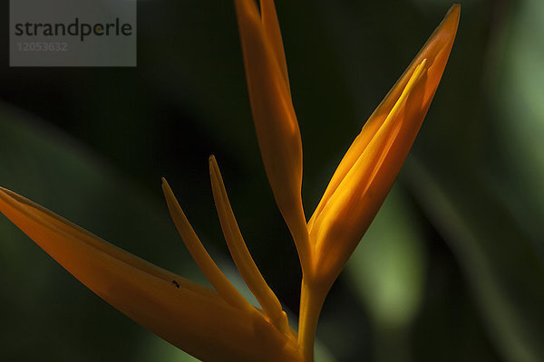 Paradiesvogel (Heliconia); Anda  Bohol  Zentral-Visayas  Philippinen