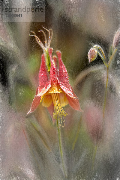 Wilde Akelei (Aquilegia)  Canadensis Ranunculaceae  New York Botanical Garden; Bronx  New York  Vereinigte Staaten von Amerika