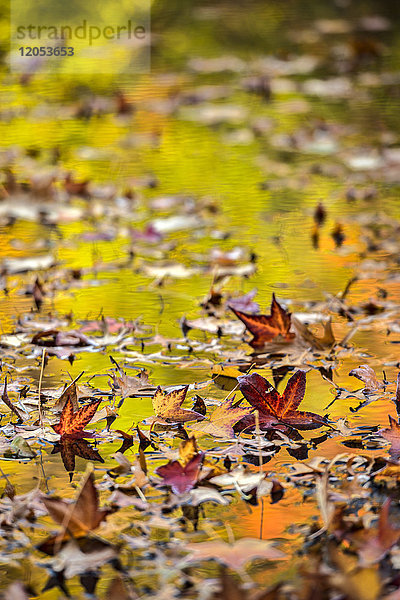 Herbstfarbenes Laub  das sich im blattbedeckten See spiegelt  Twin Lakes Area  New York Botanical Garden; Bronx  New York  Vereinigte Staaten von Amerika