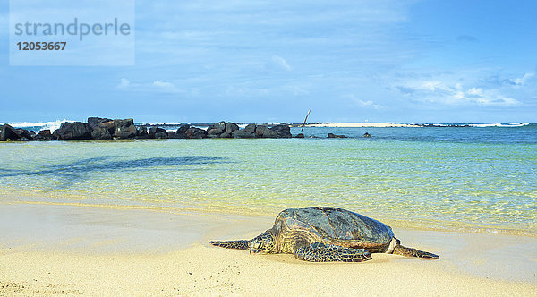 Eine Schildkröte liegt am Poipu Beach mit dem klaren  türkisfarbenen Wasser im Hintergrund; Kauai  Hawaii  Vereinigte Staaten von Amerika