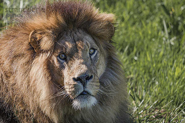 Nahaufnahme eines männlichen Löwen (Panthera Leo)  der in Richtung Kamera schaut; Cabarceno  Kantabrien  Spanien