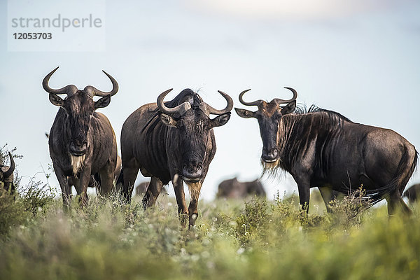 Gnus (Connochaetes); Tansania