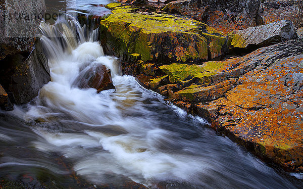 Herbstliche Flechten auf den Felsen am Sleepy Cove Brook  Sleepy Cove; Grand Lake  Nova Scotia  Kanada