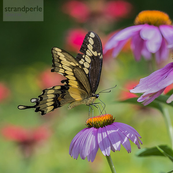 Nahaufnahme eines Riesenschwalbenschwanz-Schmetterlings (Papilio cresphontes)  der auf einem Purpur-Sonnenhut (Echinacea purpurea) ruht; Redbridge  Ontario  Kanada