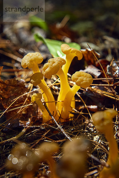 Auf dem Waldboden wachsende Pilze  Bon Echo Provincial Park; Ontario  Kanada