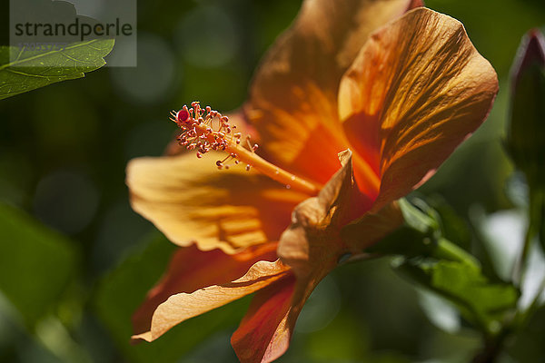 Orangener Hibiskus; Anda  Bohol  Zentral-Visayas  Philippinen