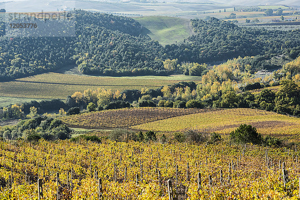 Eine toskanische Landschaft mit grünen Hügeln  bedeckt von bunten Herbstbäumen  einem Fluss und einem kleinen Weinberg in der Nähe von Ciacci Piccolomini D'aragona; Toskana  Italien