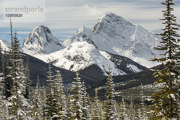 Schneebedeckte Bergkette  eingerahmt von schneebedeckten immergrünen Bäumen; Alberta  Kanada