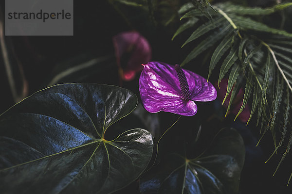 Nahaufnahme einer tropischen Pflanze mit leuchtend violetten Blüten und breiten grünen Blättern; Vancouver  British Columbia  Kanada