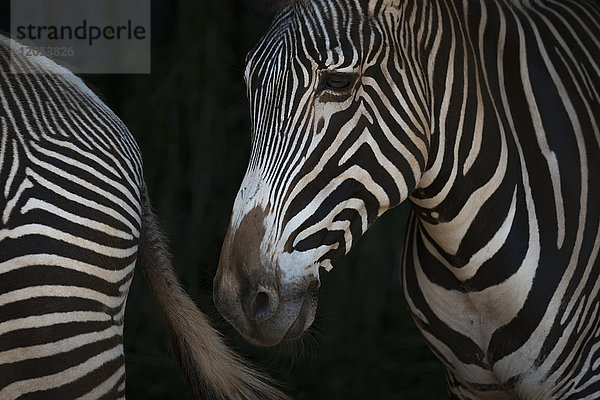 Nahaufnahme von Grevy's Zebra (Equus Grevyi) Kopf und Hinterteil; Cabarceno  Kantabrien  Spanien