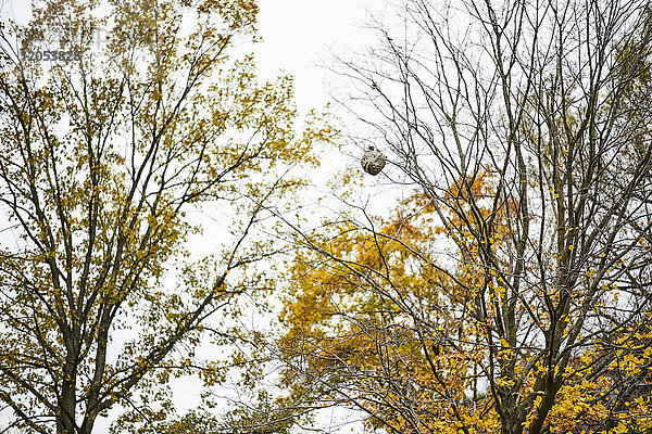 Wespennest an einem Baum hängend im Herbst; Toronto  Ontario  Kanada