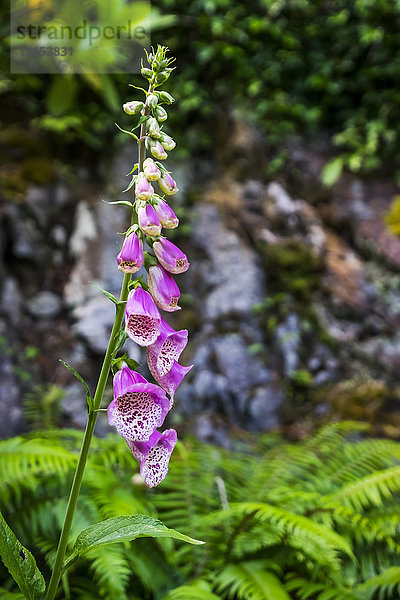 Ein rosa Fingerhut (Digitalis Purpurea) blüht mit Farnen am Boden  Butchart Gardens; Victoria  British Columbia  Kanada