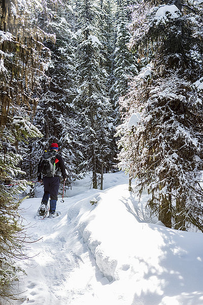 Männlicher Schneeschuhwanderer auf schneebedecktem Weg entlang schneebedeckter immergrüner Bäume; Alberta  Kanada