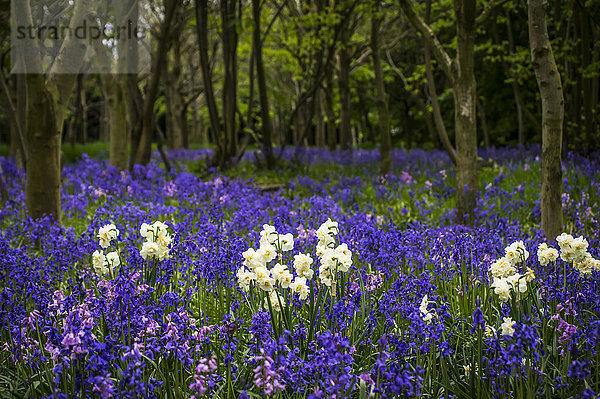 Blauglocken und Narzissen in einem Wald im Frühling; Seaton Delaval  Northumberland  England