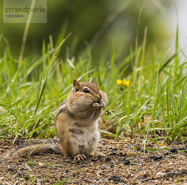 Streifenhörnchen beim Fressen am Boden; Ontario  Kanada