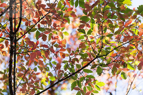 Herbstfarbenes Laub an einem Baum in den Japanischen Gärten auf Mayne Island; Golfinseln  British Columbia  Kanada