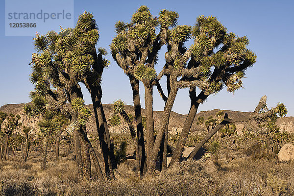 Joshua-Bäume (Yucca Brevifolia) gegen einen blauen Himmel  Joshua Tree National Park; Kalifornien  Vereinigte Staaten von Amerika