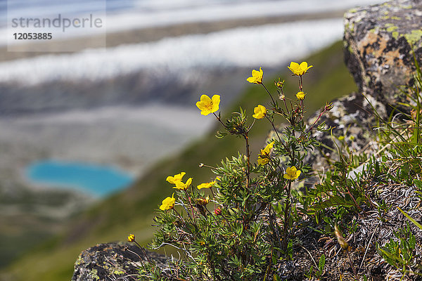 Alpen-Avenen (auch Ross-Avenen genannt) (Geum rossii) wachsen hoch über dem Kennicott Glacier im Wrangell-St. Elias National Park; Alaska  Vereinigte Staaten von Amerika