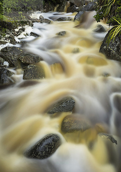 Schöner Karamea-Bach mit kaskadenförmigem  nebligem Wasser  umgeben von neuseeländischen Pflanzen; Karamea  Neuseeland