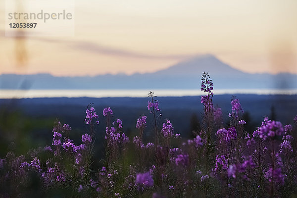 Feld von Fireweed (Chamaenerion Angustifolium) bei Sonnenuntergang; Alaska  Vereinigte Staaten Von Amerika