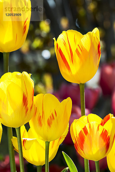 Nahaufnahme von orangefarbenen Tulpen mit Hintergrundbeleuchtung; Calgary  Alberta  Kanada