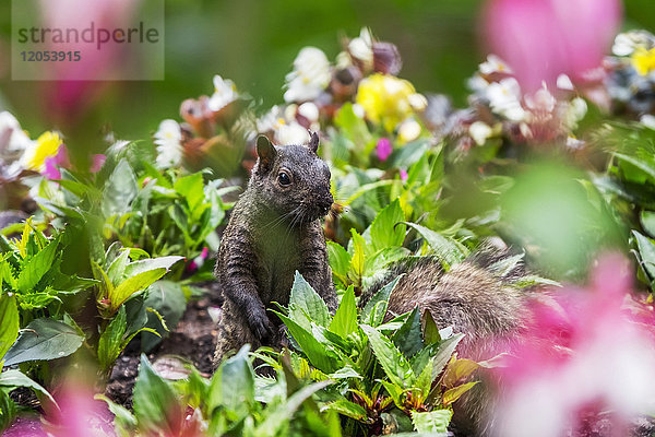 Ein Östliches Grauhörnchen (Sciurus Carolinensis) schaut aus einem Blumenbeet im Beacon Hill Park heraus; Victoria  British Columbia  Kanada