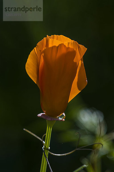 Ein Kalifornischer Mohn (Eschscholzia Californica) leuchtet im Garten; Astoria  Oregon  Vereinigte Staaten von Amerika