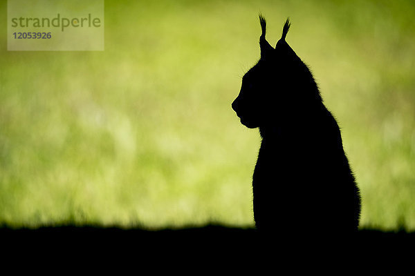 Silhouette eines Kanadaluchses (Lynx Canadensis)  der auf Gras sitzt und zur Seite schaut; Cabarceno  Kantabrien  Spanien