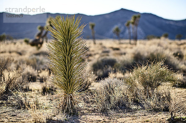 Junger Joshua Tree (Yucca Brevifolia)  Joshua Tree National Park; Kalifornien  Vereinigte Staaten Von Amerika