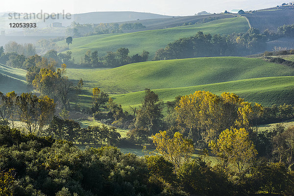 Grüne Hügel und herbstlich gefärbte Wälder der Toskana bei Castiglione D'orcia; Toskana  Italien