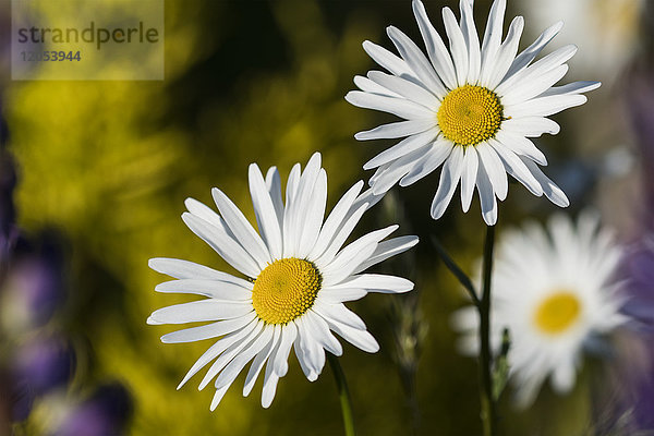 Wildes Ochsenauge Gänseblümchen (Leucanthemum Vulgare) Freiwillige in einem Blumengarten; Astoria  Oregon  Vereinigte Staaten Von Amerika