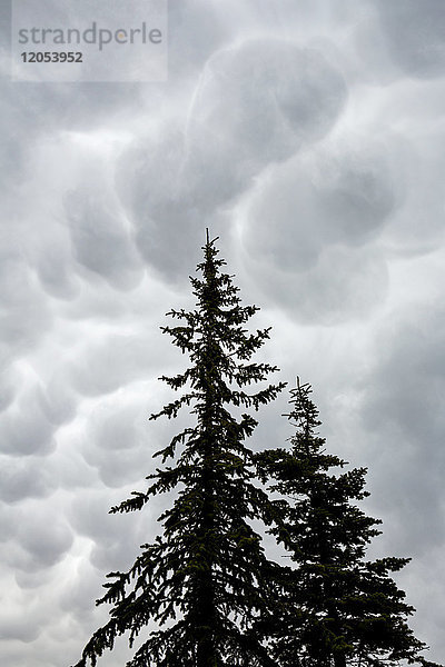 Silhouette von immergrünen Bäumen gegen eine dramatische Sturmwolkenformation am Himmel; Calgary  Alberta  Kanada