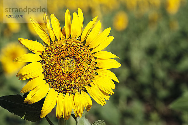 Gewöhnliche Sonnenblume (Helianthus Annuus  Asteraceae); Campillos  Malaga  Andalusien  Spanien