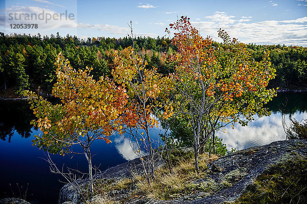 Herbstfarbene Bäume entlang eines Sees in der Abenddämmerung; Frontenac  Ontario  Kanada