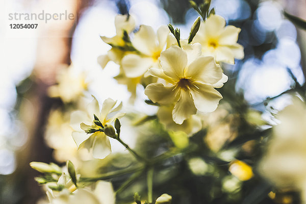 Zarte weiße Blüten an einer Pflanze in einem Garten; Vancouver  British Columbia  Kanada