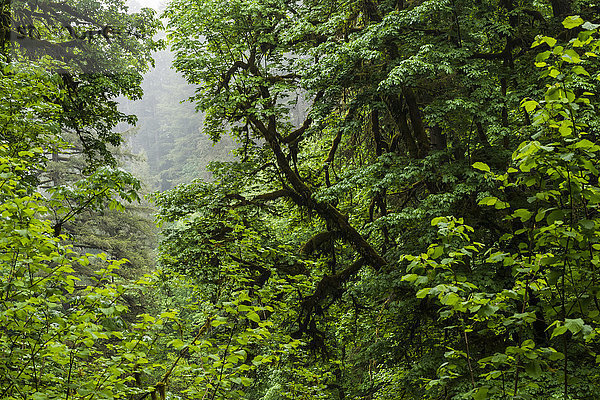 Uferwald entlang des Silver Creek  Silver Falls State Park; Oregon  Vereinigte Staaten von Amerika