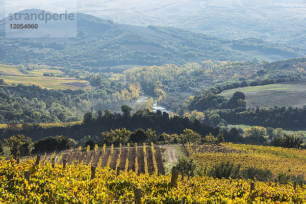 Eine toskanische Landschaft mit grünen Hügeln  bedeckt von bunten Herbstbäumen  einem Fluss und einem kleinen Weinberg in der Nähe von Ciacci Piccolomini D'aragona; Toskana  Italien