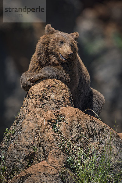 Braunbär (Ursus Arctos)  der entspannt auf einem Felsvorsprung liegt; Cabarceno  Kantabrien  Spanien