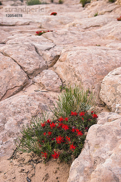 Blühende Indianerpinsel (Castilleja angustifolia) in den Rissen und im Sand zwischen den rosafarbenen Wüstenfelsen von Utah; Hanksville  Utah  Vereinigte Staaten von Amerika