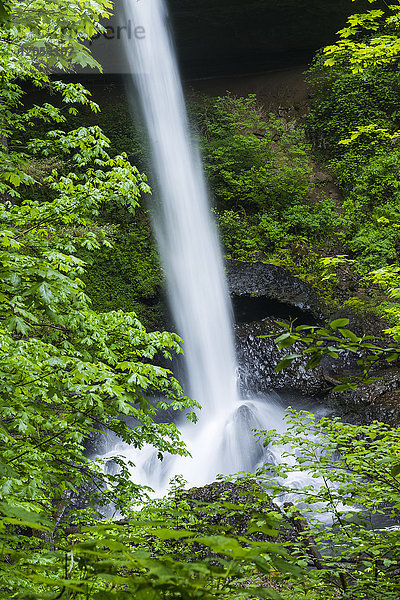 North Falls stürzt in den Canyon im Silver Falls State Park; Oregon  Vereinigte Staaten von Amerika