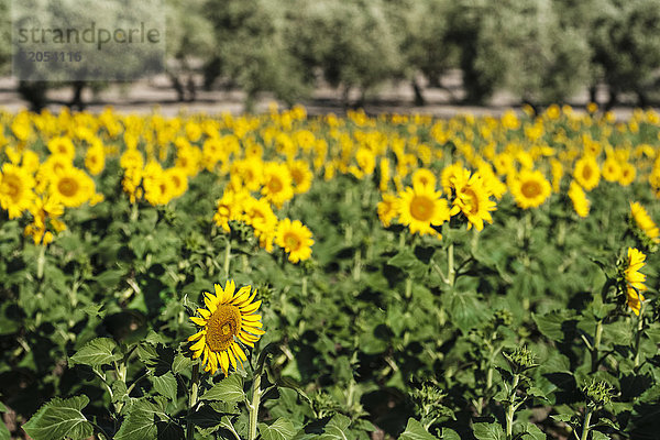 Gewöhnliche Sonnenblume (Helianthus Annuus  Asteraceae) mit Olivenbäumen im Hintergrund; Campillos  Malaga  Andalusien  Spanien