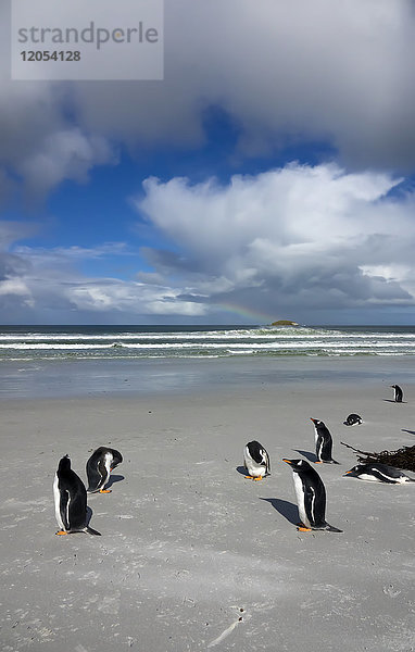 Erwachsene Eselspinguine (Pygoscelis Papua) am Bertha's Beach; Falklandinseln