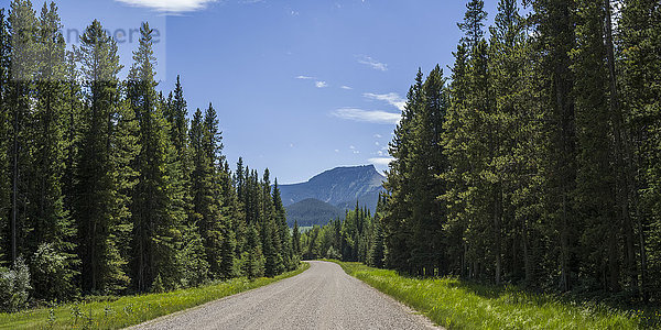 Eine Schotterstraße führt durch einen Wald mit hohen Nadelbäumen in Richtung der Rocky Mountains; Longview  Alberta  Kanada