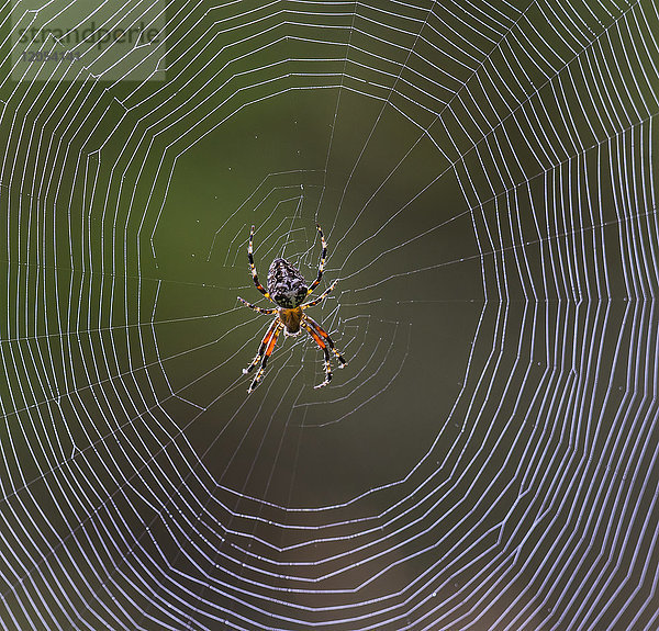 Kugelweberspinne (Araneidae) in ihrem Netz; Redbridge  Ontario  Kanada