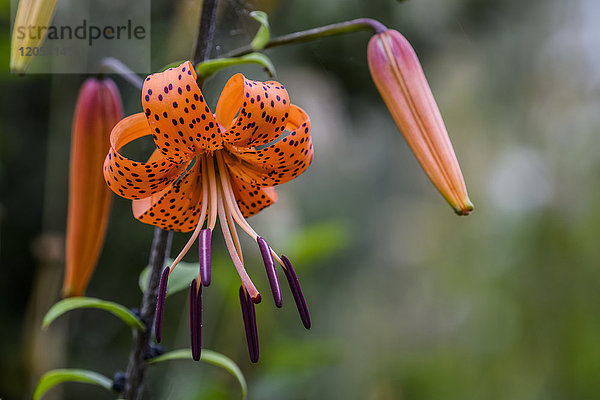 Eine Tigerlilie (lilium) blüht; Astoria  Oregon  Vereinigte Staaten von Amerika