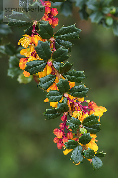 Leuchtende rosa und gelbe Blüten auf einem Ast eines Baumes mit glänzenden  grünen Blättern; East Bolden  Tyne and Wear  England