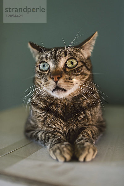 Portrait der starrenden Katze