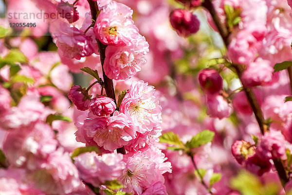 Mandelbaumzweige mit rosa Blüten